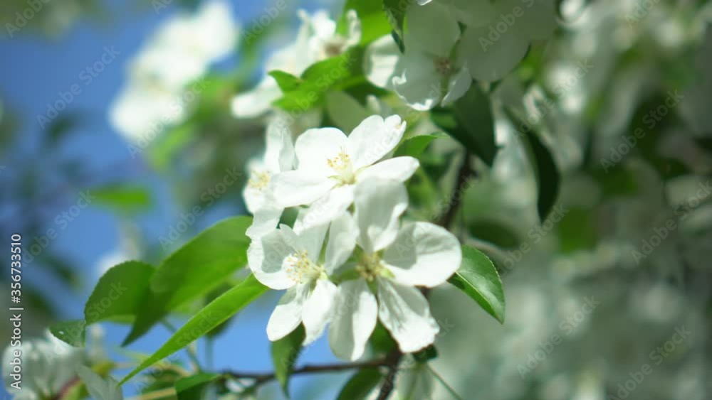 Morning sun shines through blossoms of Apple trees that are waving in wind.
