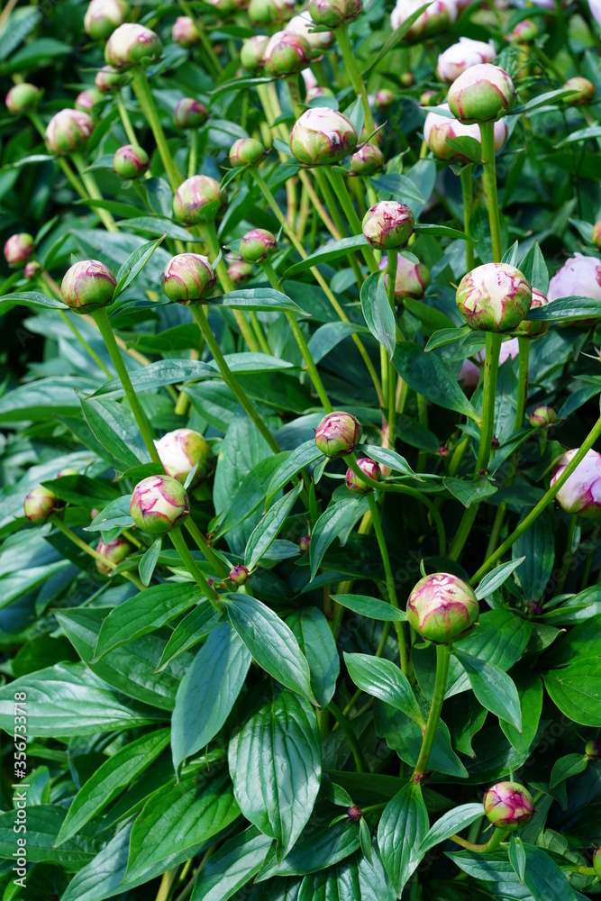 Fragrant herbaceous pink peony flower in bloom