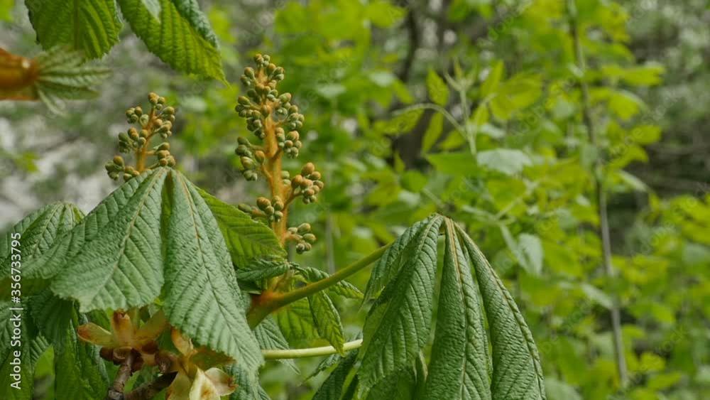 flower buds of a chestnut tree close-up, Aesculus hippocastanum, Horse chestnut flower buds of a chestnut tree close-up, Aesculus hippocastanum, Horse chestnut