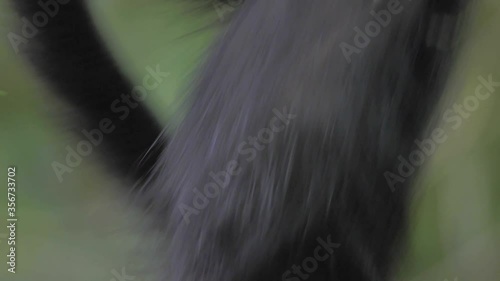 Close up Spider monkey baby going down a branch in the rainforest of America, in Bolivia.