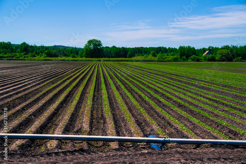 early season vegetable farm field with growing rows and irrigation line in the foreground 