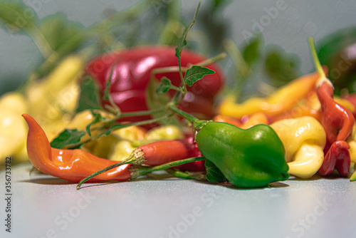 Leinwand Poster Peppers of the species Capsicum annuum on blue background