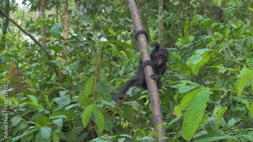 Spider monkey baby going down a branch in the rainforest of America, in Bolivia.