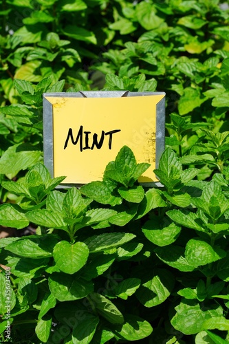 Fresh mint plant growing in the herb garden © eqroy