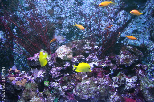 Fototapeta Naklejka Na Ścianę i Meble -  coral reef with fish