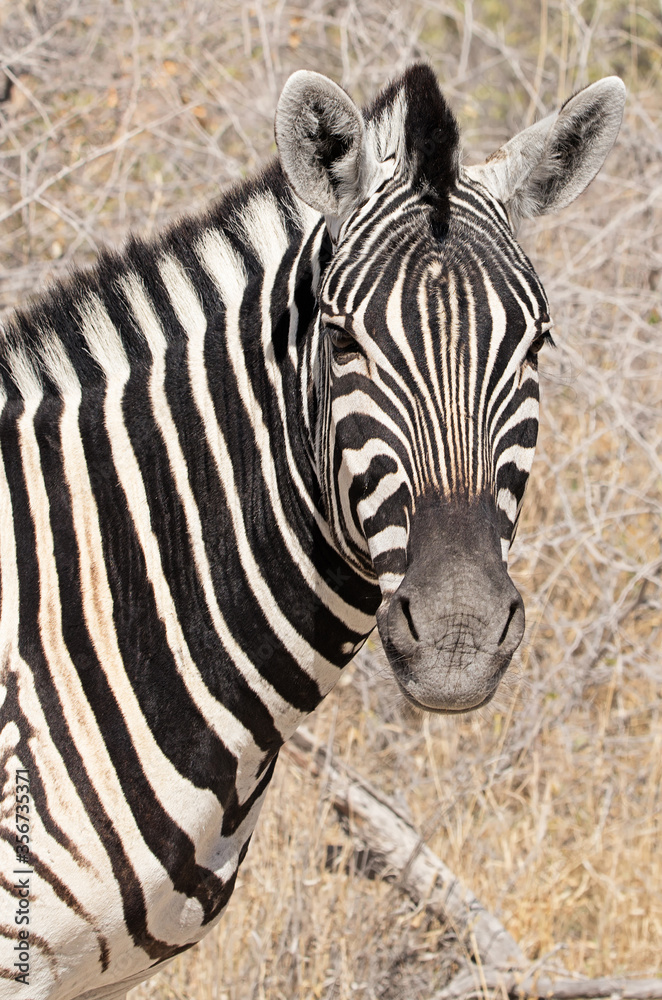Burchell's zebra in its natural environment in Etosha National Park, Namibia Burchell's zebra in its natural environment in Etosha National Park, Namibia