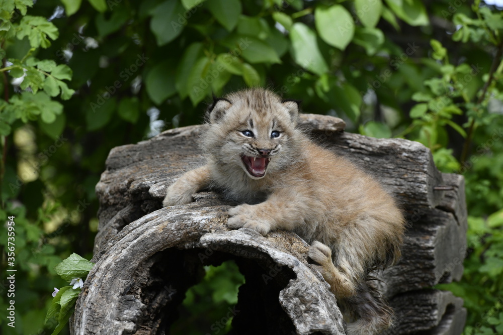 Obraz premium cat on the tree