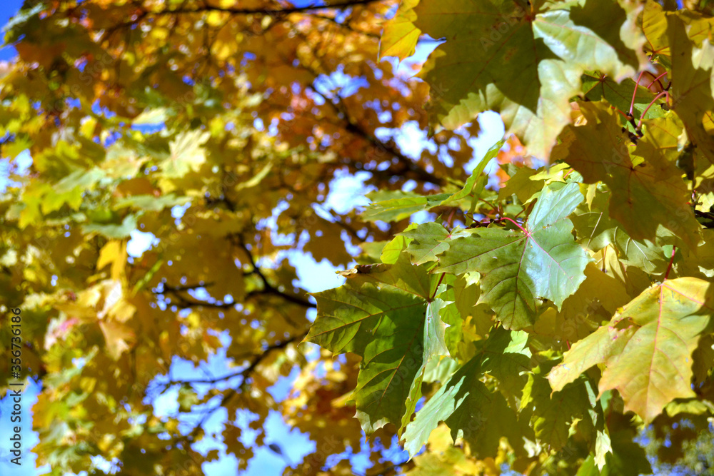Obraz premium Yellow maple leaves on a tree. Against the blue sky. Magic October. Background