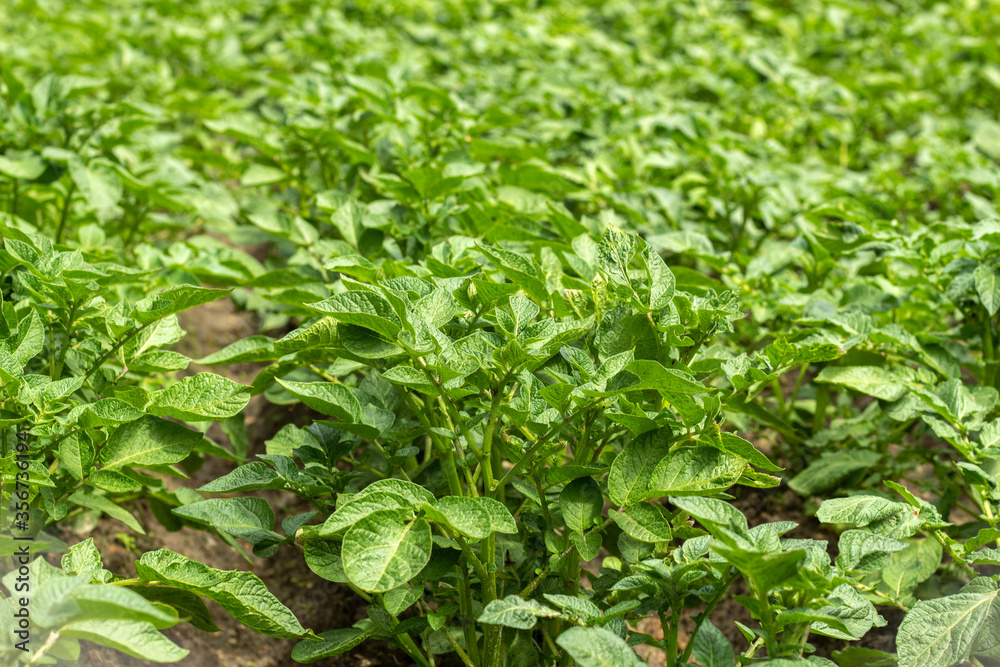 Close up photo of potato bushes. Young potato field. Close up photo of potato bushes. Young potato field.