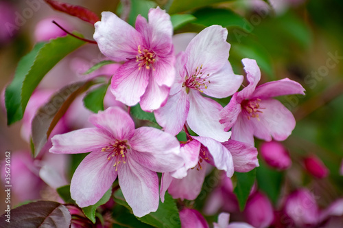 Apple blossoms close up