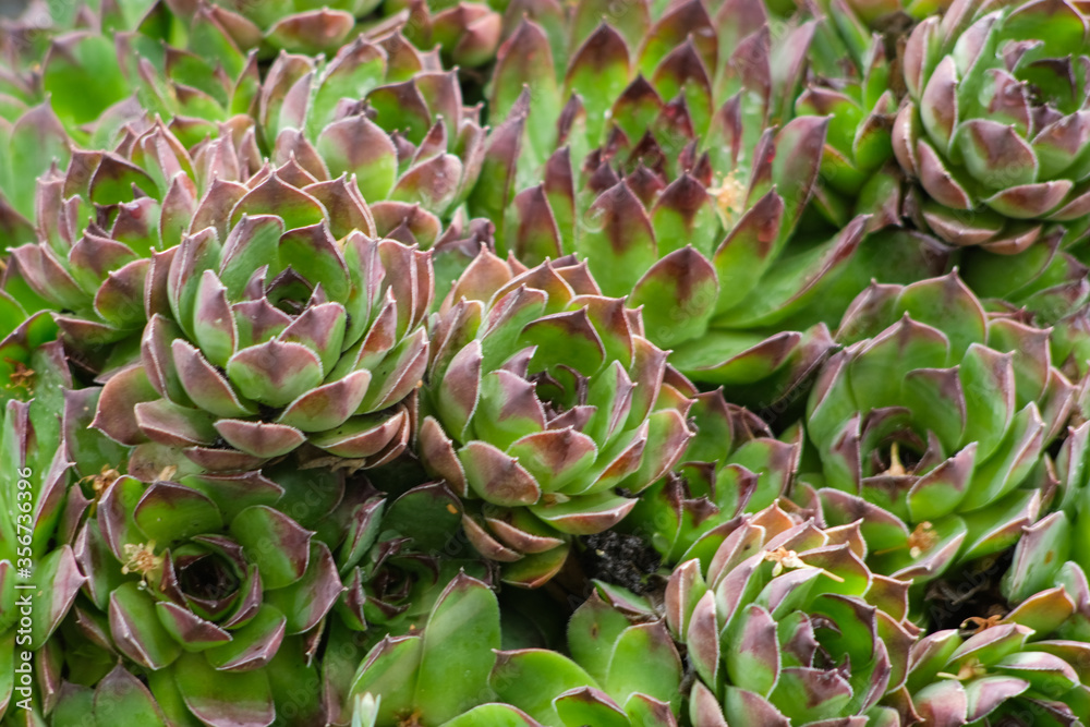 Obraz premium Houseleek plant macro