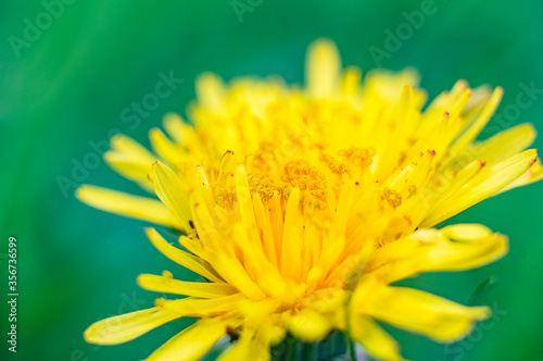 dandelion flowers close up