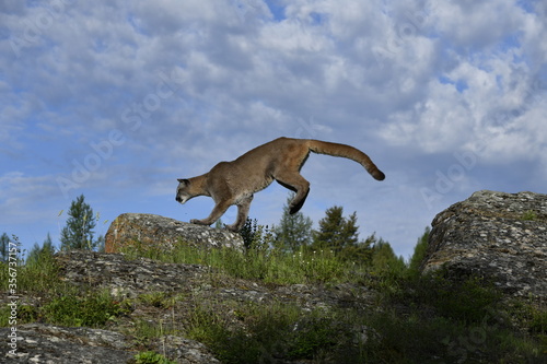 mountain lion jump 