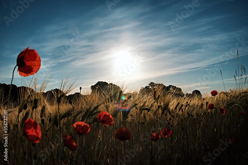 Sunrise and poppy 