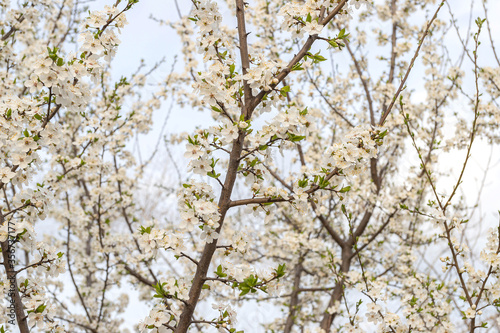 Apple tree in blossom with white flowers on blue sky background in spring day. Closeup