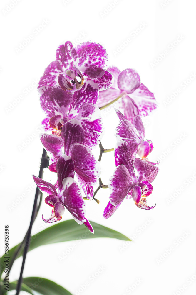 Fototapeta premium Purple orchid flowers and green leaves isolated on white background. Phalaenopsis Orchid.