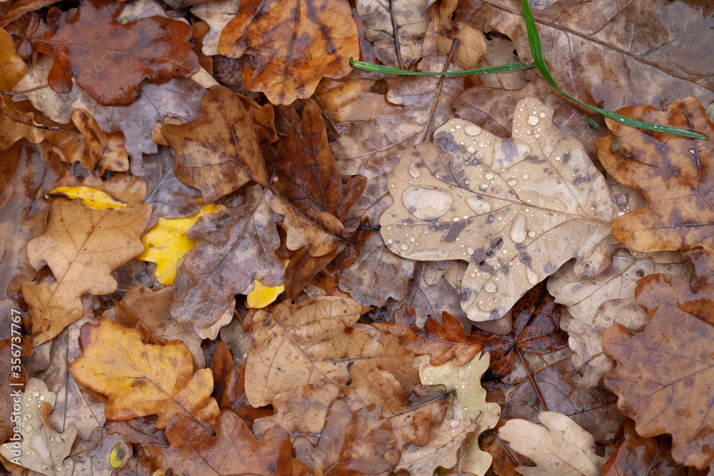 A layer of wet oak foliage on the ground A layer of wet oak foliage on the ground