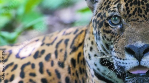 Big wild cat, wild jaguar in the rainforest of Bolivia. Adult jaguar resting among green vegetation.