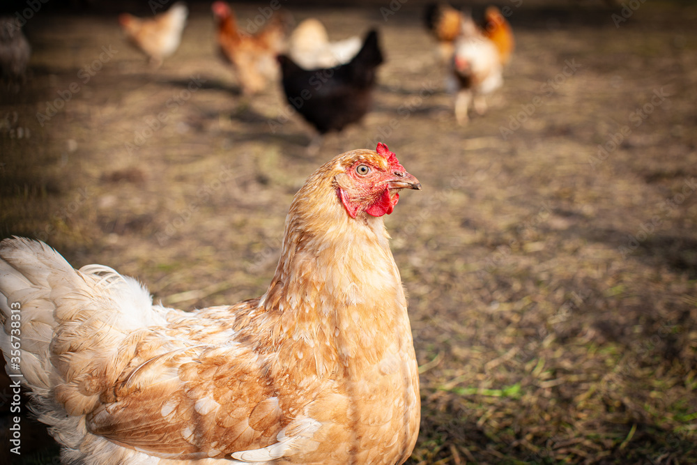 Fototapeta premium White ginger hen portrait in the warm sunset ligth in summer