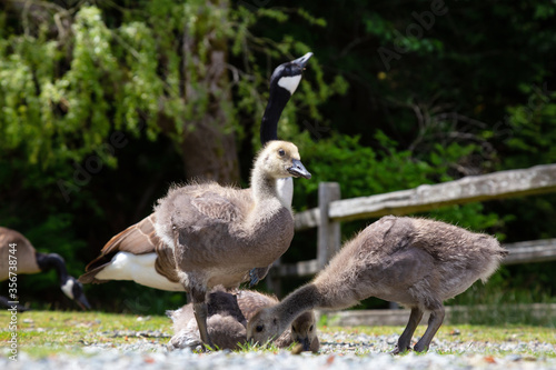 Baby Geese outdoors in the park. Taken in Bowen Island  British Columbia  Canada.