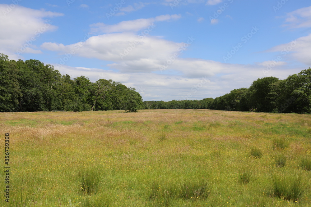 Meadow with wide view of a forest edge, photo made on a summer day.