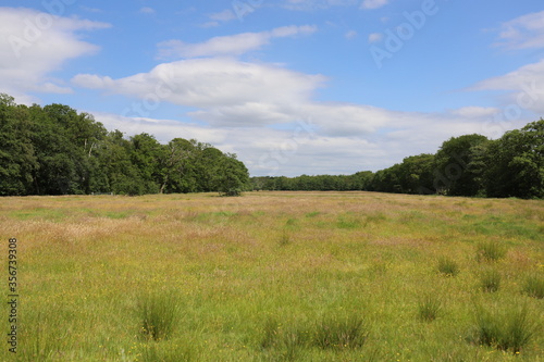 Meadow with wide view of a forest edge  photo made on a summer day.