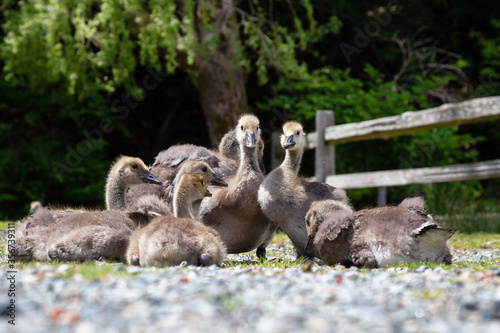 Baby Geese outdoors in the park. Taken in Bowen Island, British Columbia, Canada. © edb3_16