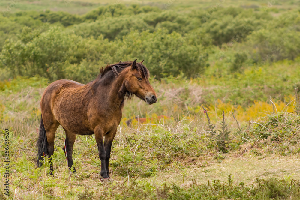 horse in the field horse in the field