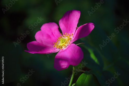 Rosehip flower close-up on the background of green foliage.