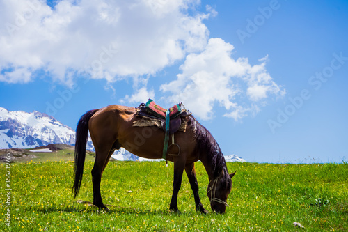 A horse grazes in the mountains. Spring mountain landscape. Meadow with green grass and flowers. Snow on the mountain peaks. Mountain tourism. The beauty of the Tien Shan mountains. Alpine meadows.