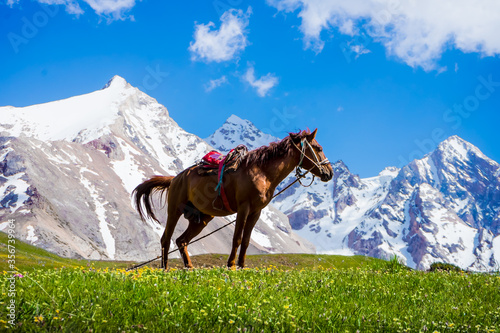 A horse grazes in the mountains. Spring mountain landscape. Meadow with green grass and flowers. Snow on the mountain peaks. Mountain tourism. The beauty of the Tien Shan mountains. Alpine meadows.