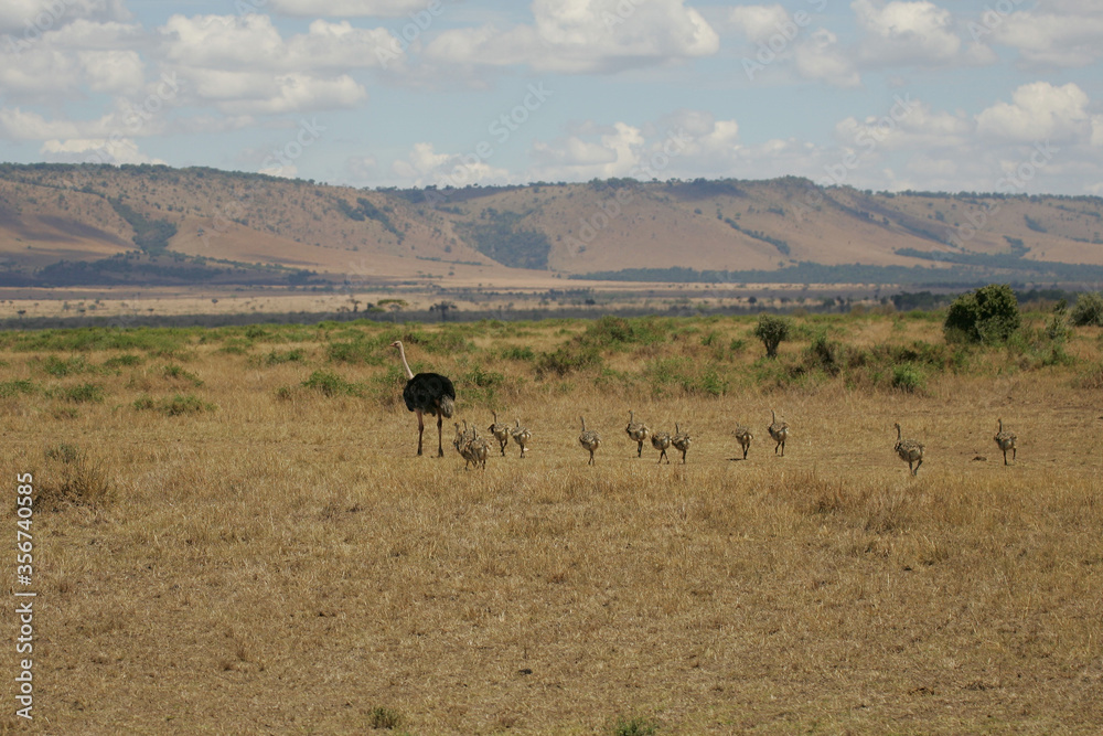 Ostrich and their young in the Masai Mara of Kenya Africa
