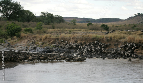 Wildebeest and Zebra crossing the Mara River in Kenya Africa