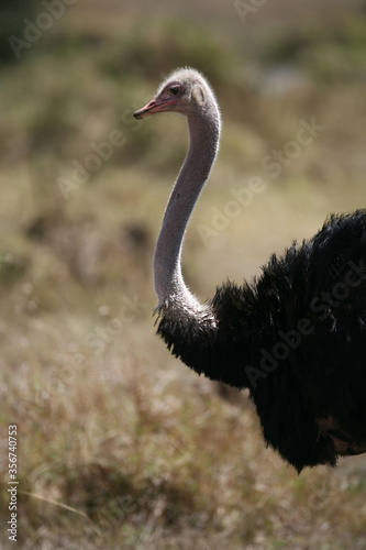 Ostrich and their young in the Masai Mara of Kenya Africa