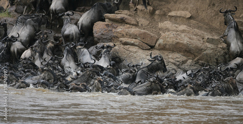 Wildebeest and Zebra crossing the Mara River in Kenya Africa