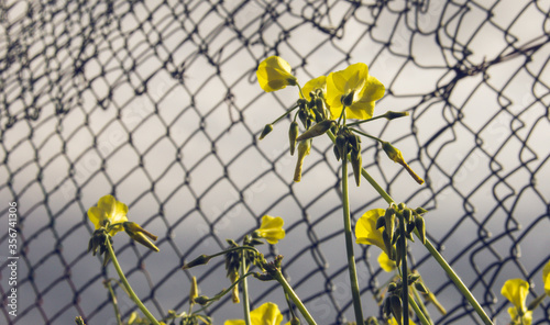 An yellow flower in the background of wire fence
