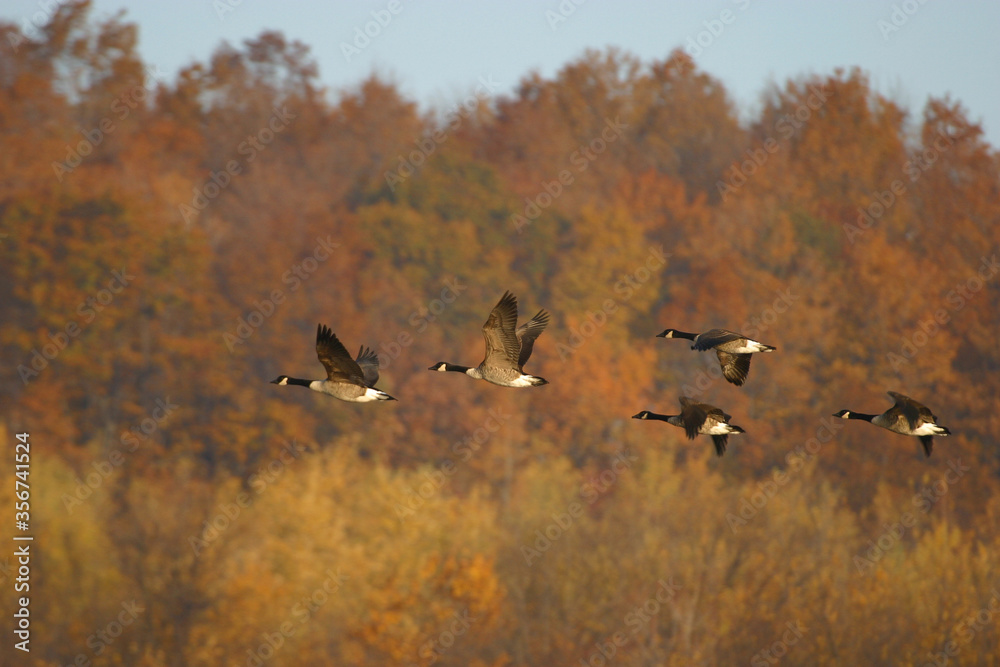 Canada Geese in an Autumn migration scenr Canada Geese in an Autumn migration scenr