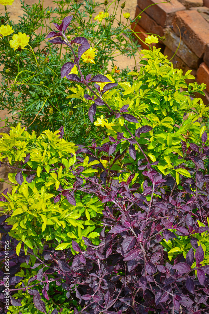 Beautiful Violets Leaves & Yellow Leaves Tree In Garden. Beautiful Violets Leaves & Yellow Leaves Tree In Garden.