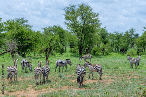Zebra herd in the Serengeti  Tanzania