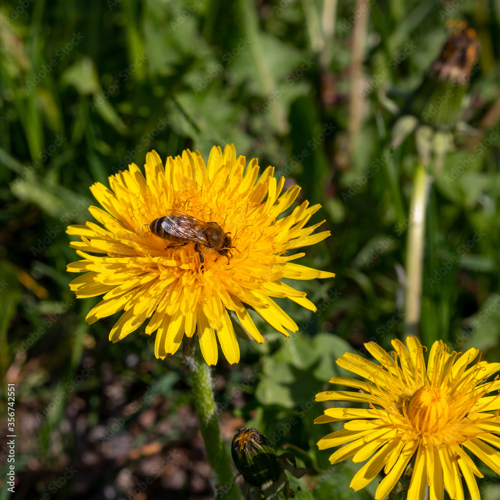Flowering yellow dandelions on a blur natural background. The bee collects honey. Wild plants. Flowering yellow dandelions on a blur natural background. The bee collects honey. Wild plants.
