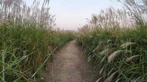  Silver Grass at Haneul Park in Seoul South Korea