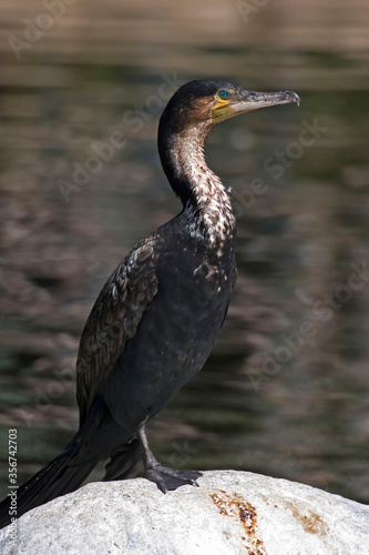 Great Cormorant, Phalacrocorax carbo, relaxing