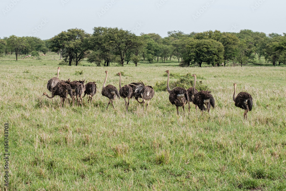Flock of ostriches in the northern Serengeti, Tanzania Flock of ostriches in the northern Serengeti, Tanzania