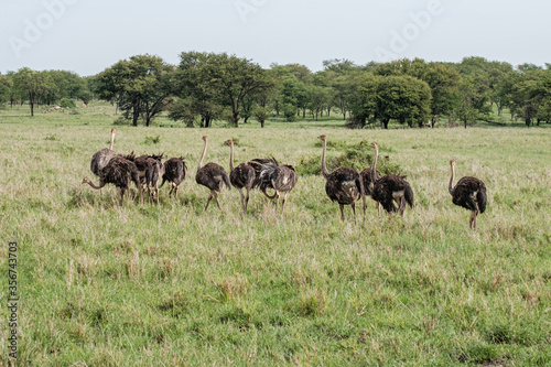 Flock of ostriches in the northern Serengeti, Tanzania © William A. Morgan