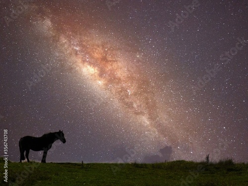 Lone star horse