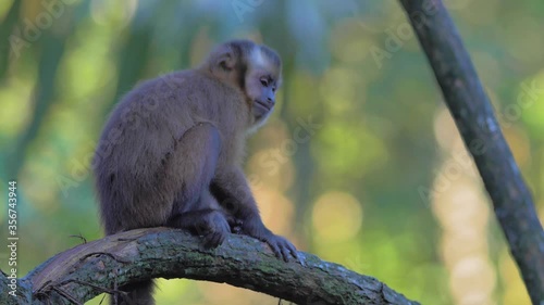 Wild capuchin monkey in the rainforest of Bolivia sitting on a branch.