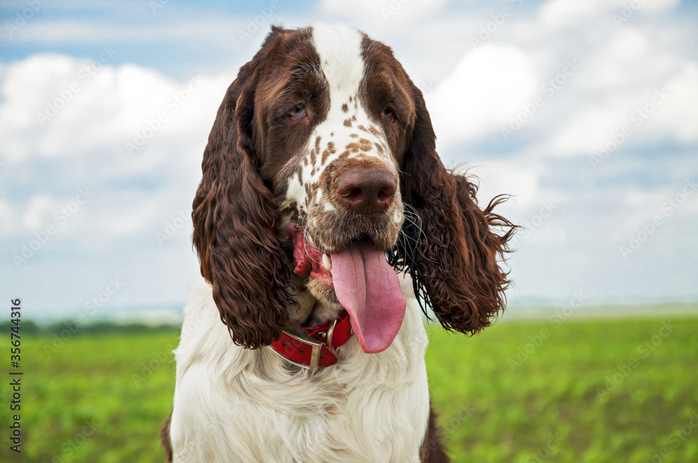 A beautiful dog English Springer Spaniel breed is sitting on the green grass on a hot summer day, walking in the field. Hunting breed of dog. Head shot.