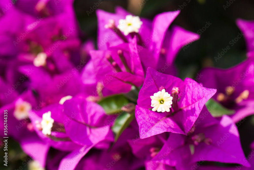 colorful bougainvillea flower as a background colorful bougainvillea flower as a background