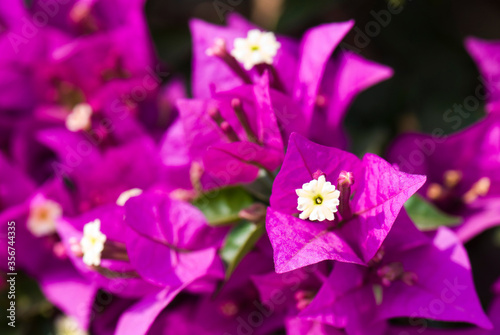 colorful bougainvillea flower as a background