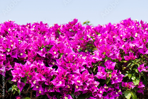 Beautiful bougainvillea flower in the garden